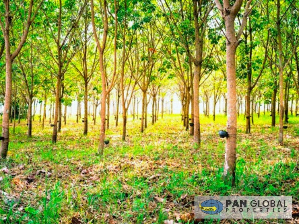 Estate for Sale – 41 Acres in Ratnapura
