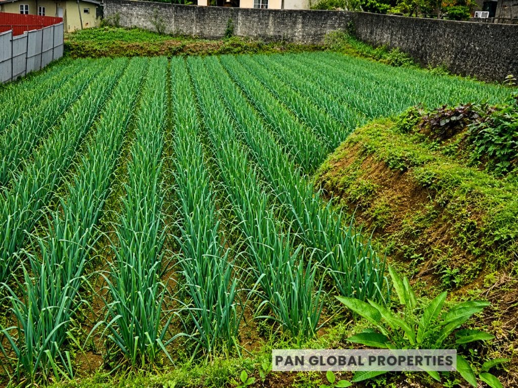 Land for Sale – Nuwara Eliya